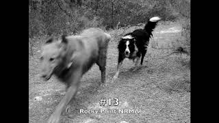 Doggin&#39; Long Island: The 30 Best Places to Hike With Your Dog in New York&#39;s Playground