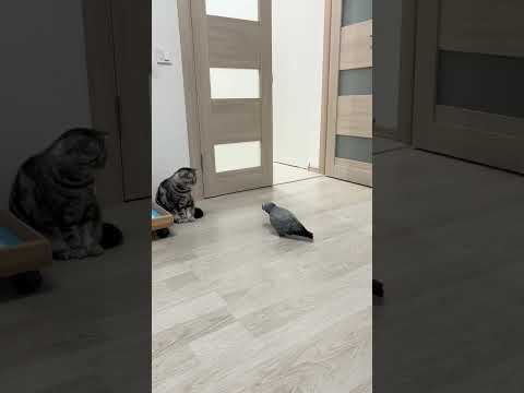 Душевный разговор кота и попугая #24