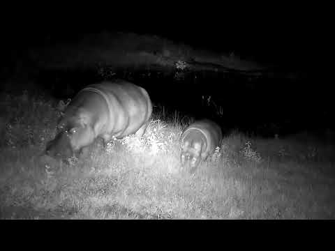 Djuma: Four Hippos feeding-male, female and two calves - 04:43 - 02/19/2023