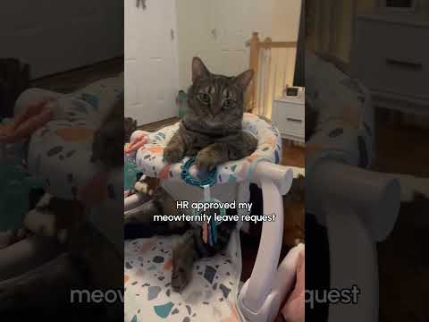 Un chat vole une chaise de bébé !