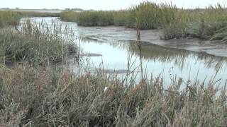 preview picture of video 'TimeLapse of the Flood on salt marshes, Wadden Sea Netherlands.'