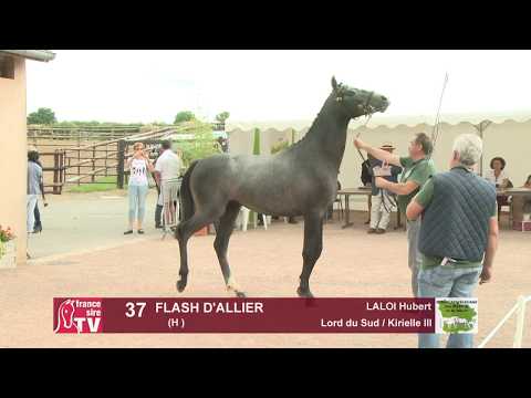 Concours Cercy 2017 - Lot 37 - Flash D'allier