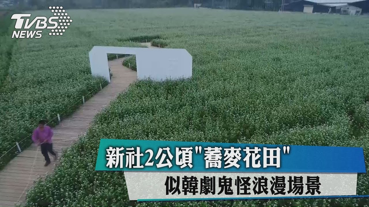 新社2公頃「蕎麥花田」 似韓劇《鬼怪》浪漫場景