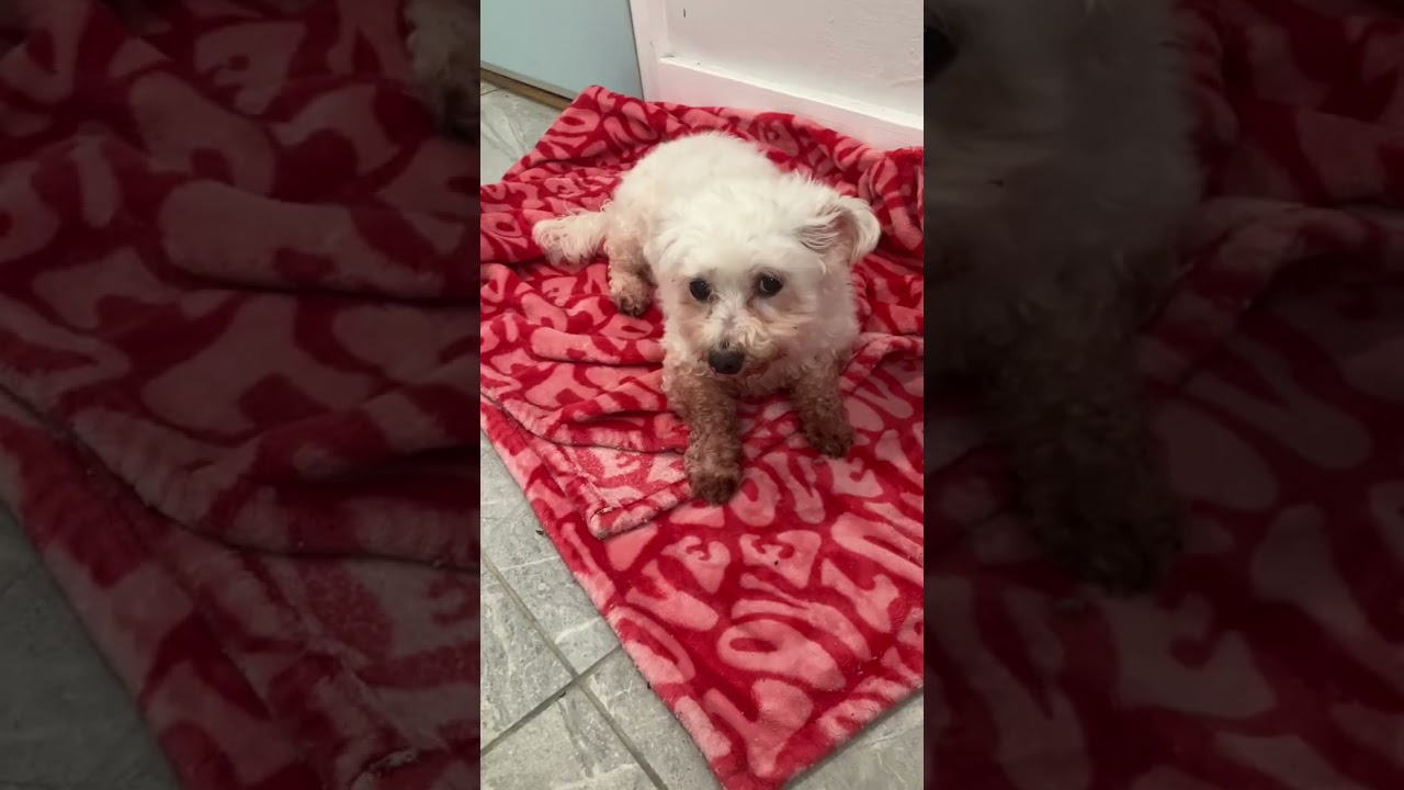 Enlarge Toto, a ADOPTABLE mixed breed in Santa Monica, CA video 4/4