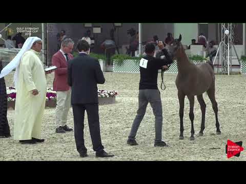 1 SOHOUD AL KHALED  - Gulf SE Cup