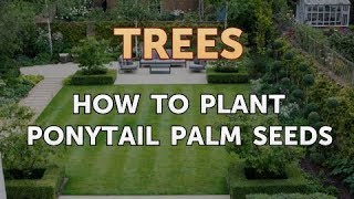 How to Plant Ponytail Palm Seeds