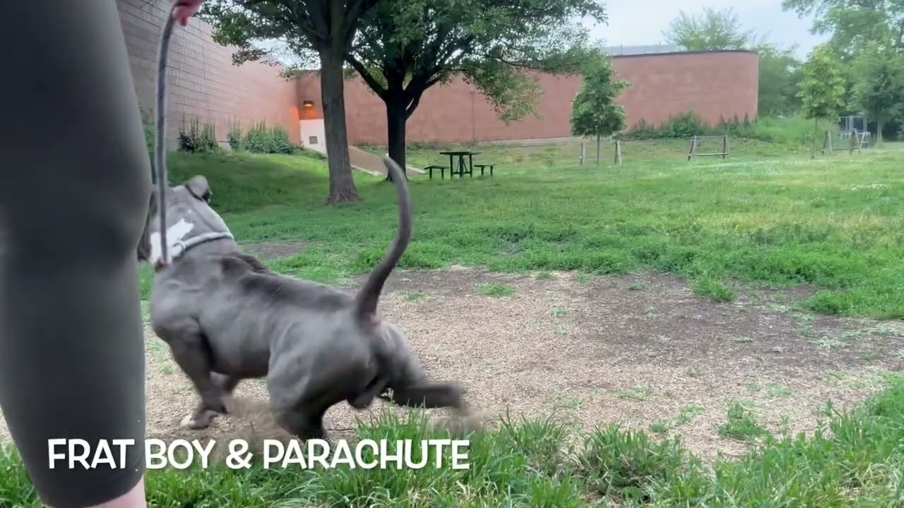Video preview