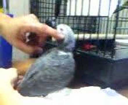 Koko Mango's Homecoming