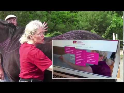 Pferd krank oder gesund? Online-Schule für Pferdehalter, Reiter und Pferdephysiotherapeuten.