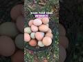 How to wash farm fresh eggs #rainboweggs #chicken #homesteading #farm