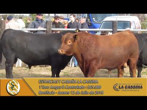 12-07-18 Venta de Toros - Estancias y Cabaña La Cassina - Bonifacio.