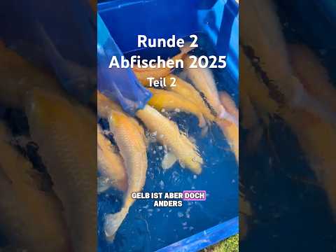 Video Vorschau Teil 2 Karashigoi