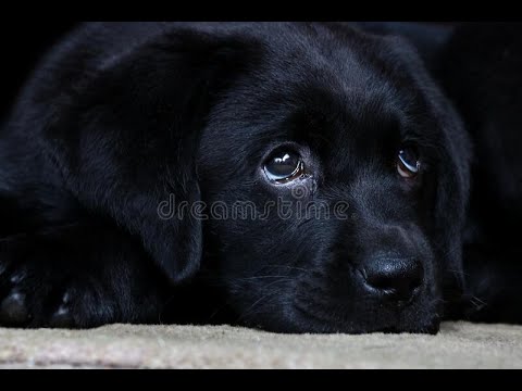 Labrador Compilation - Cute and Funny #9