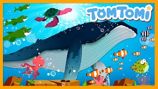 Download lagu Hoy Hoy! The Ocean Animals🐳 | Kids Song | TOMTOMI mp3