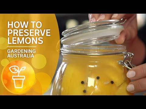 download lagu mp3 mp4 Excess Lemons, download lagu Excess Lemons gratis, unduh video klip Excess Lemons
