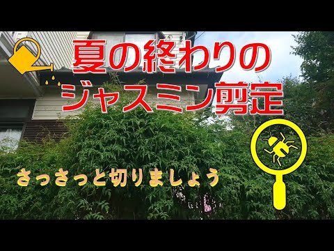 つる性の日陰の急速に成長する常緑樹