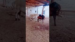 Download lagu Sheep Kissing and Mating #shortsVideo mp3