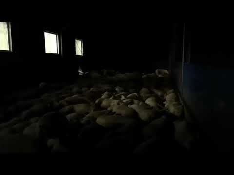 Unser Bauernhof Folge 5: Nachtruhe im Schweinestall