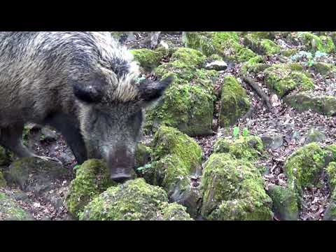 The Craggaunowen Bronze Age Wild Boars