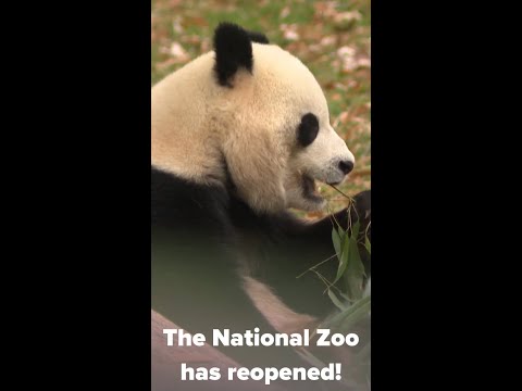 The National Zoo is back open and the pandas are back - YouTube