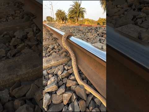 "Nature Encounter with Russell's Viper" #snake #snakeresque #snakerepellent #animals #shorts