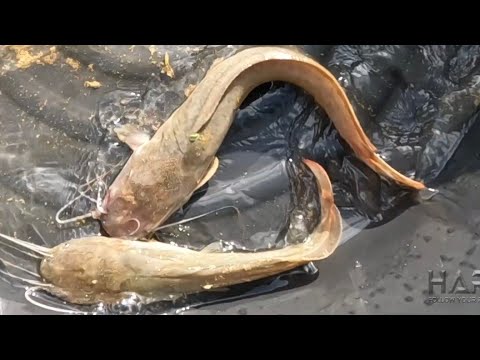 EP694-P1 - Pangangawil ng Hito sa Palaisdaan | Occ. Mindoro