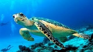 Music by CUSCO ♪ Island Turtles ♪ 島タートルズ