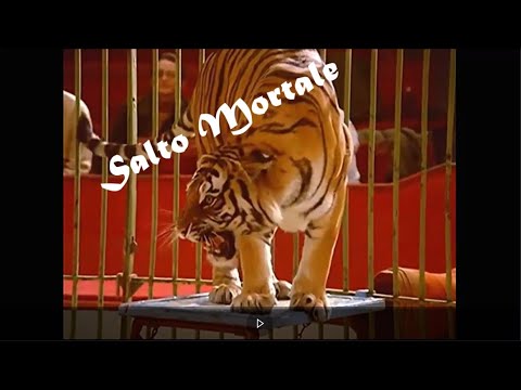 Salto Mortale Folge 16 Paris (verbesserte Bildqualität)