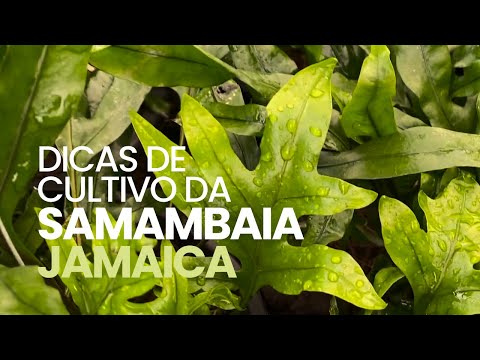 , title : 'Dicas de cultivo da Samambaia Jamaica'