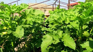 գյուղ Հովտաշատ
