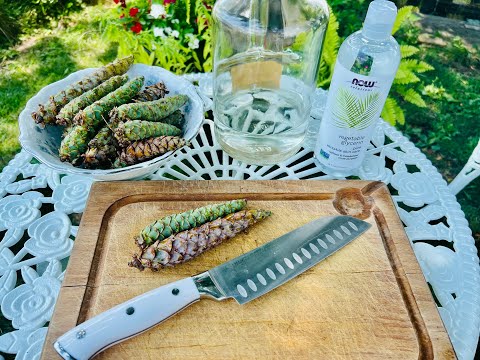 Pine Resin Extraction