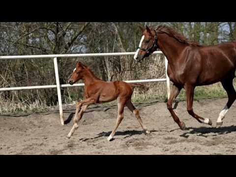 Stutfohlen von Vitalis x D´Lor for sale