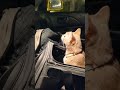Sweet Cream Tabby Cat Being Put Inside The Backpack Shorts