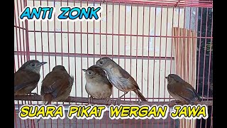 Download lagu Suara Burung Flamboyan Ombyokan Cocok Untuk Suara Pikat Pfamboyan Liar mp3 Download lagu Suara Burung Flamboyan Ombyokan Cocok Untuk Suara Pikat Pfamboyan Liar mp3