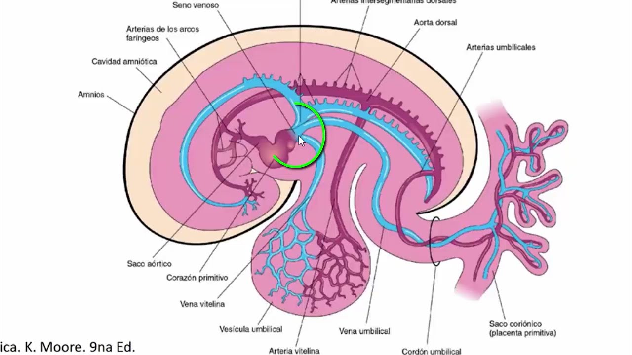 Desarrollo embriológico del sistema venoso
