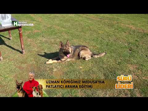 SÜRÜ LİDERİ 8.BOLÜM.