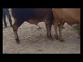 Cow Meeting Style 2022 Cow Meeting Cow Cross Cow Breeding Cow Matting Cow Life Village Videos Cow
