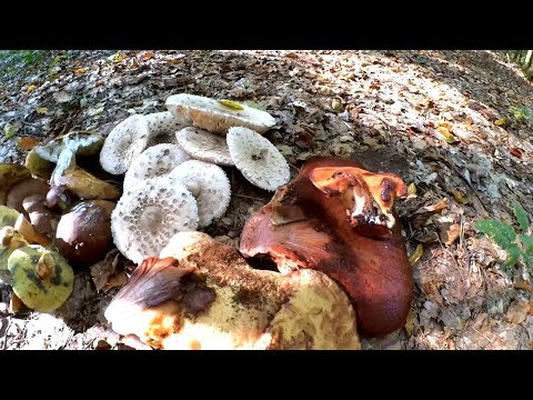 Осенние грибы 2018 ǀ СОБИРАЕМ ГРИБНОЙ ДЕЛИКАТЕС ǀ сбор грибов в сентябре 2018
