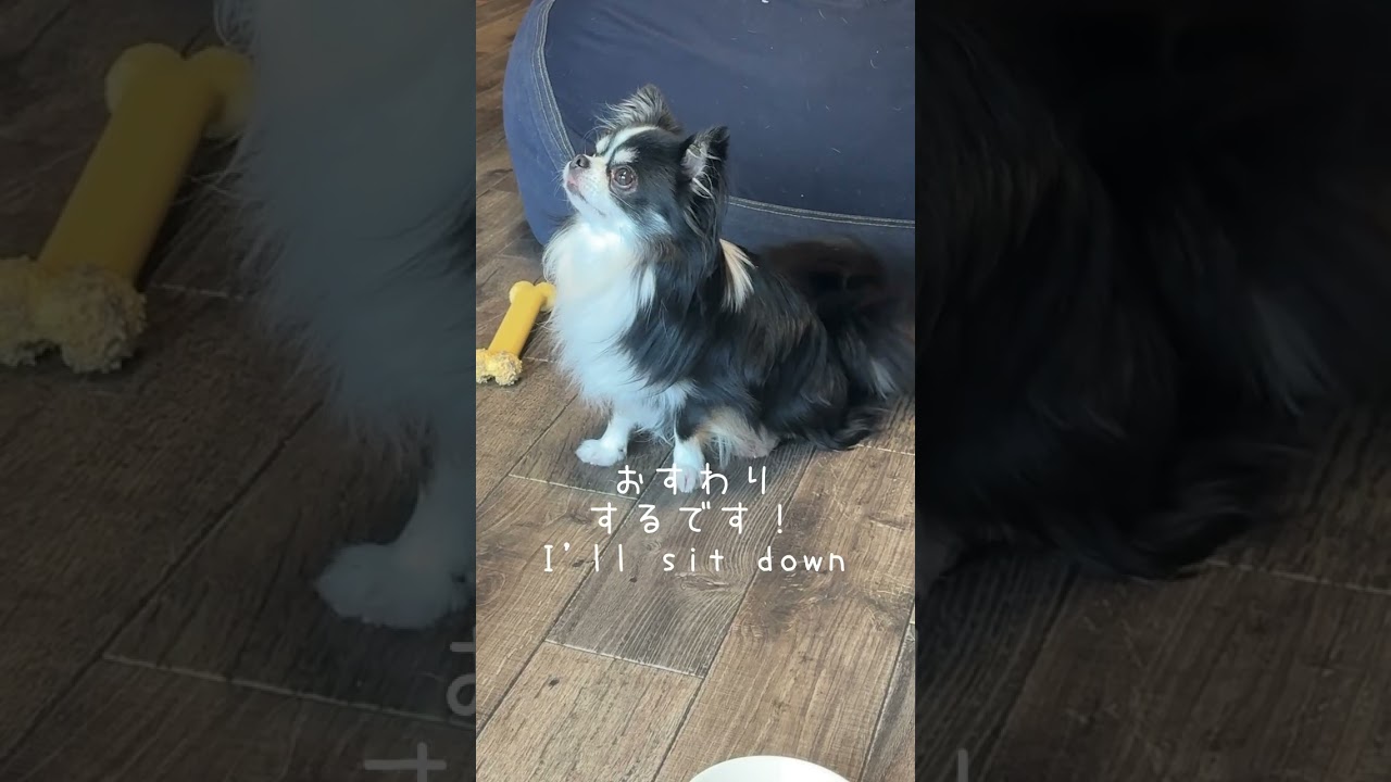 もしもご飯が一粒しかなかったら… #大型犬のいる生活 #ボーダーコリー #犬 #犬のいる生活 #shorts #shortvideo #short #dog #bordercollie