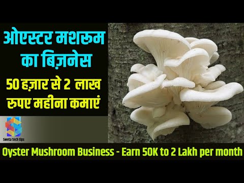 Oyster Mushroom Business