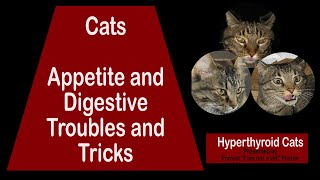 Cats:  Got Appetite Problems? How to Treat Digestive and Appetite Issues