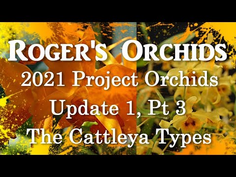 2021 Project Orchids - Update 1, Pt 3 - The Cattleya Types