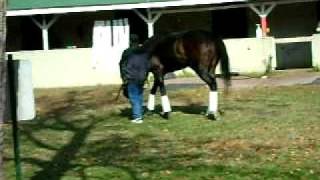 preview picture of video 'Zenyatta arrives at Churchill Downs on 11-2-2010'