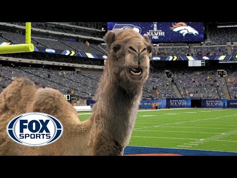 Geico Camel is the new FOX Sports sideline reporter | Part 2