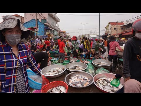 Amazing Big Site Of Market Fish In Phnom Penh - Morning Market Scene Fish @ Prek Pnov District Ep2