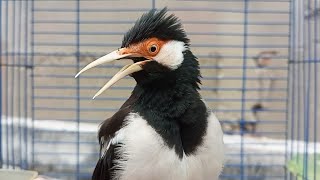 Download lagu Pancingan Jalak Suren Gacor Mompa Full Isian - Masteran Suara Burung Jalak Gacor Full Isian Mewah mp3 Download lagu Pancingan Jalak Suren Gacor Mompa Full Isian - Masteran Suara Burung Jalak Gacor Full Isian Mewah mp3