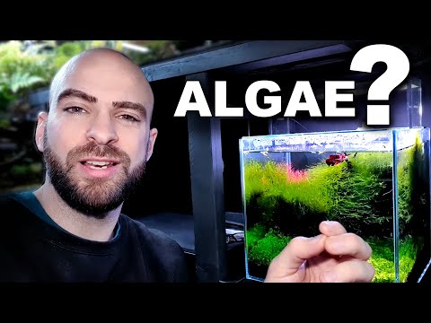 HOW TO STOP ALGAE! why I don't have any | MD FISH TANKS