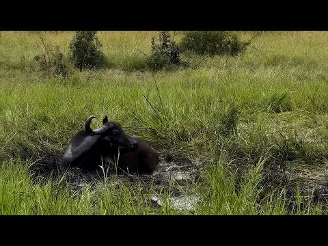 Mudbathing Buffalo is completely oblivious to the danger its in