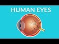 Human Eye Structure and Functions || Human eye video for kids