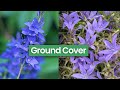 6 Of The Best Ground Covering Cottage Garden Perennials